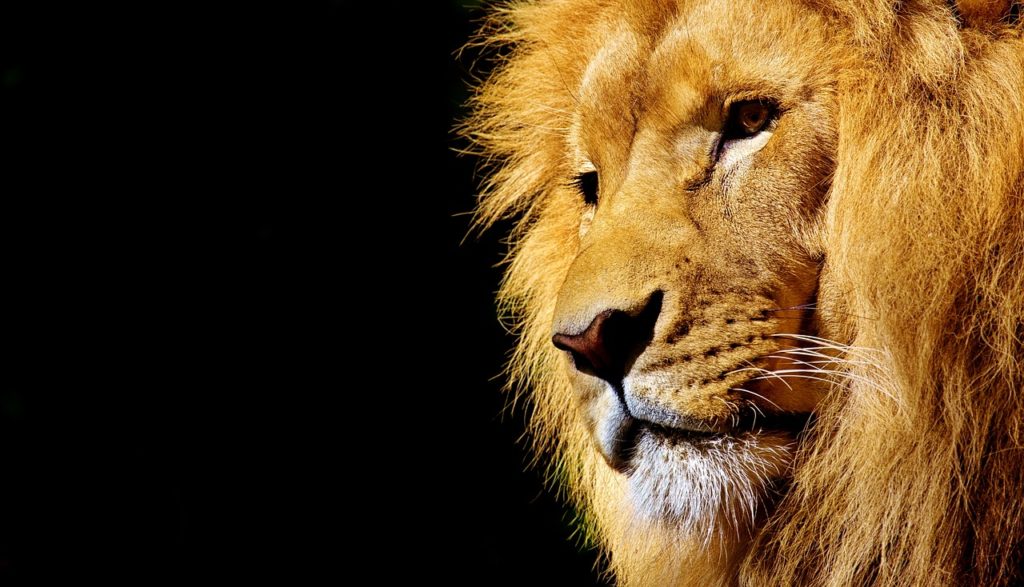 Sudafrica leones y países megadiversos