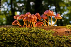características del reino fungi