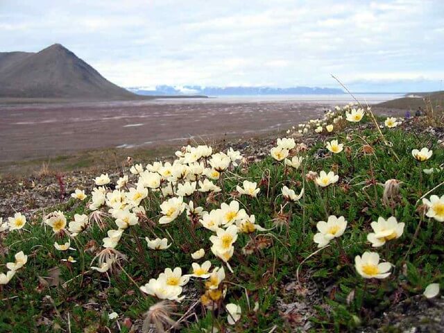 Tundra: [Características, Fauna, Flora y Temperatura]