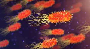 ¿Cuál es el origen del dominio de las bacterias?