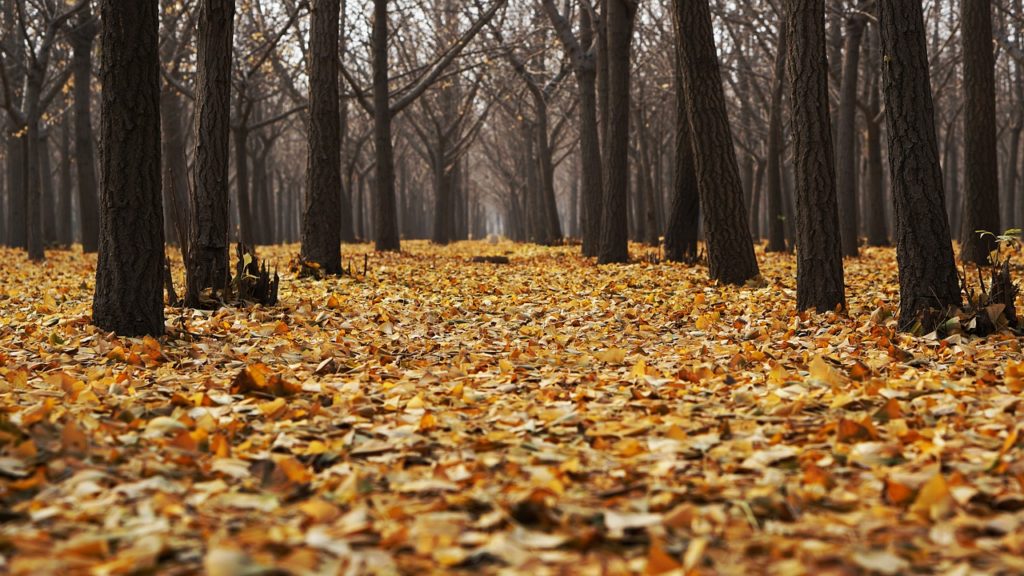 Bosque Seco [Características,
 Fauna, Flora y Temperatura]