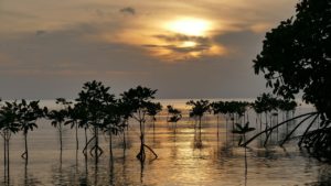 ¿Cómo es la flora y fauna de los manglares? Árboles