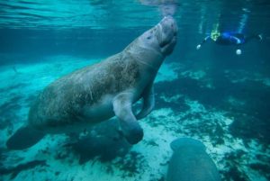 10 animales acuáticos en peligro de extinción