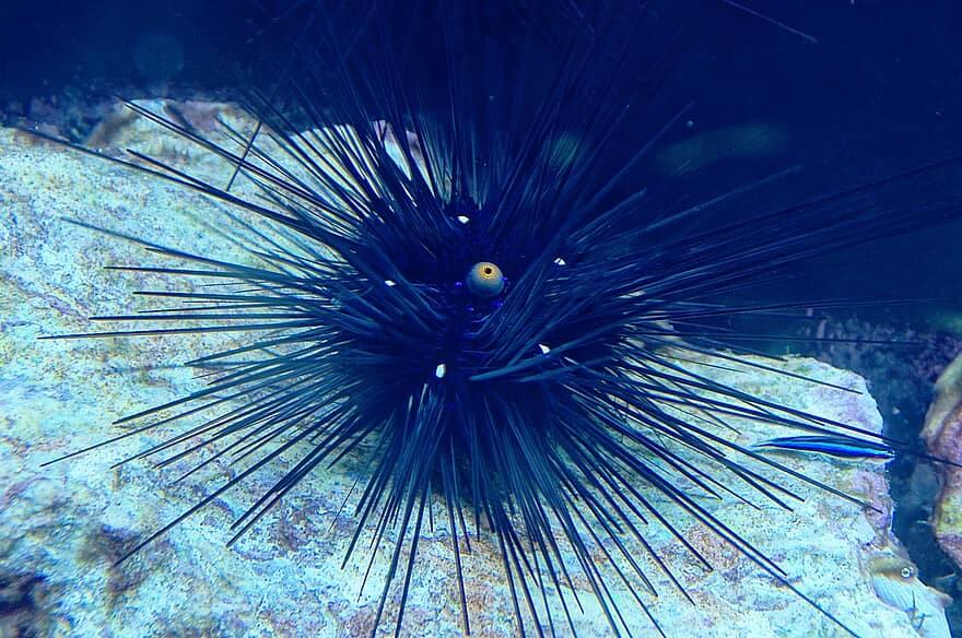 Animals that breathe through the skin - Sea urchins