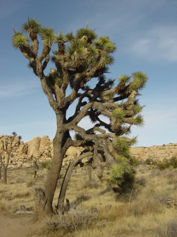 Ã�rbol de JosuÃ© (Yucca brevifolia)