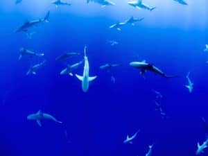 Cómo se reproducían los tiburones prehistóricos