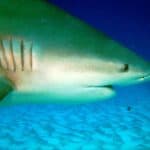 Tiburón Toro: [Hábitat, Alimentación, Reproducción y Enemigos Naturales]