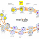 Cuáles son las fases de la meiosis