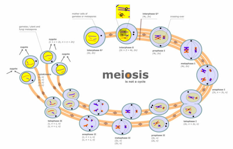 Fases de la Meiosis: [Concepto, Divisiones Celulares e Importancia]