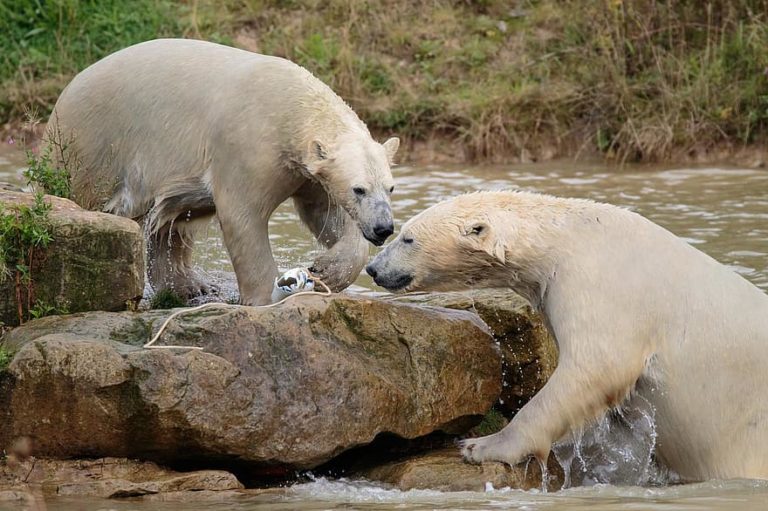 Oso Polar en Peligro de Extinción: [Causas y Prevención]