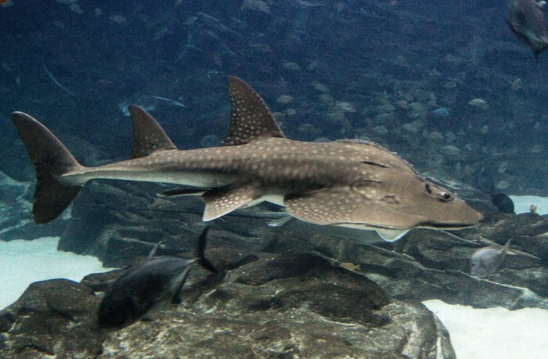 tiburón raya Es una especie en peligro de extinción