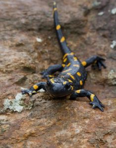 Fauna de clima de alta montaña - Salamandra alpina
