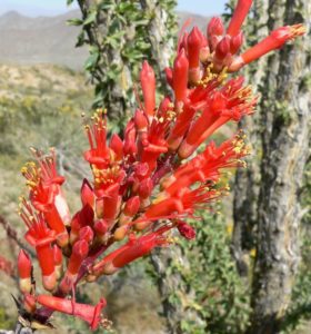 Flora de clima desértico - Ocotillo, Rotilla (Fouquieria splendens)