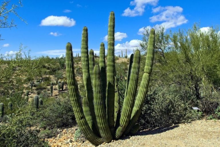 Flora del Desierto: [Características de distintas Plantas]