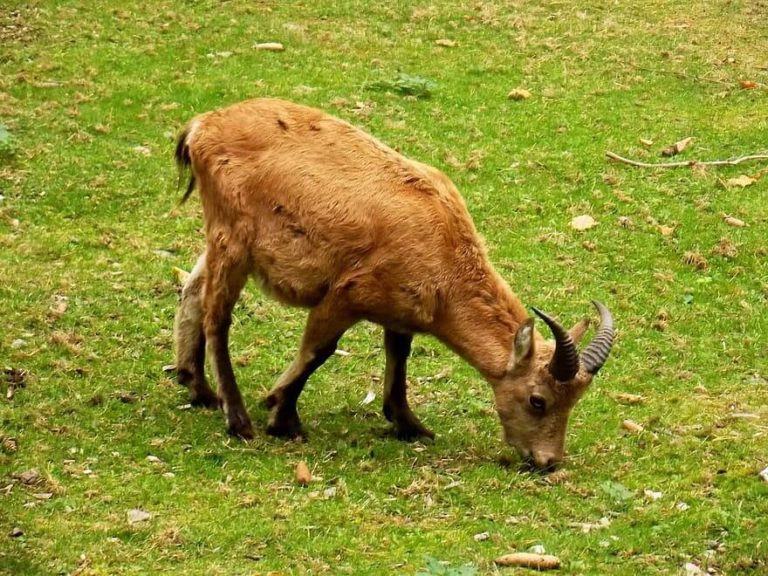 Fauna de Clima de Alta Montaña: [Características de Especies Animales]