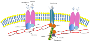 Otras estructuras de la célula - Citoesqueleto