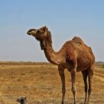 Animales del desierto - Camello
