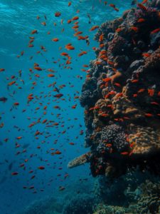 Cuáles son las causas y consecuencias de la pérdida de biodiversidad marina en el mundo - Consecuencias
