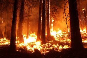 Consecuencias de los incendios en la naturaleza