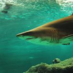 Cuánto pueden medir y pesar los tiburones linterna