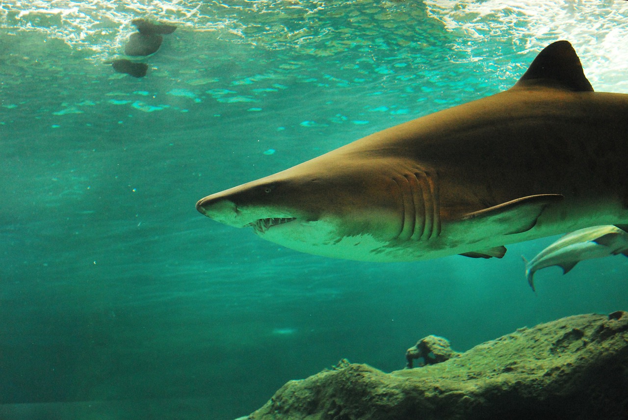 Cuánto pueden medir y pesar los tiburones linterna