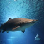 Cuánto pueden medir y pesar los tiburones de agua dulce