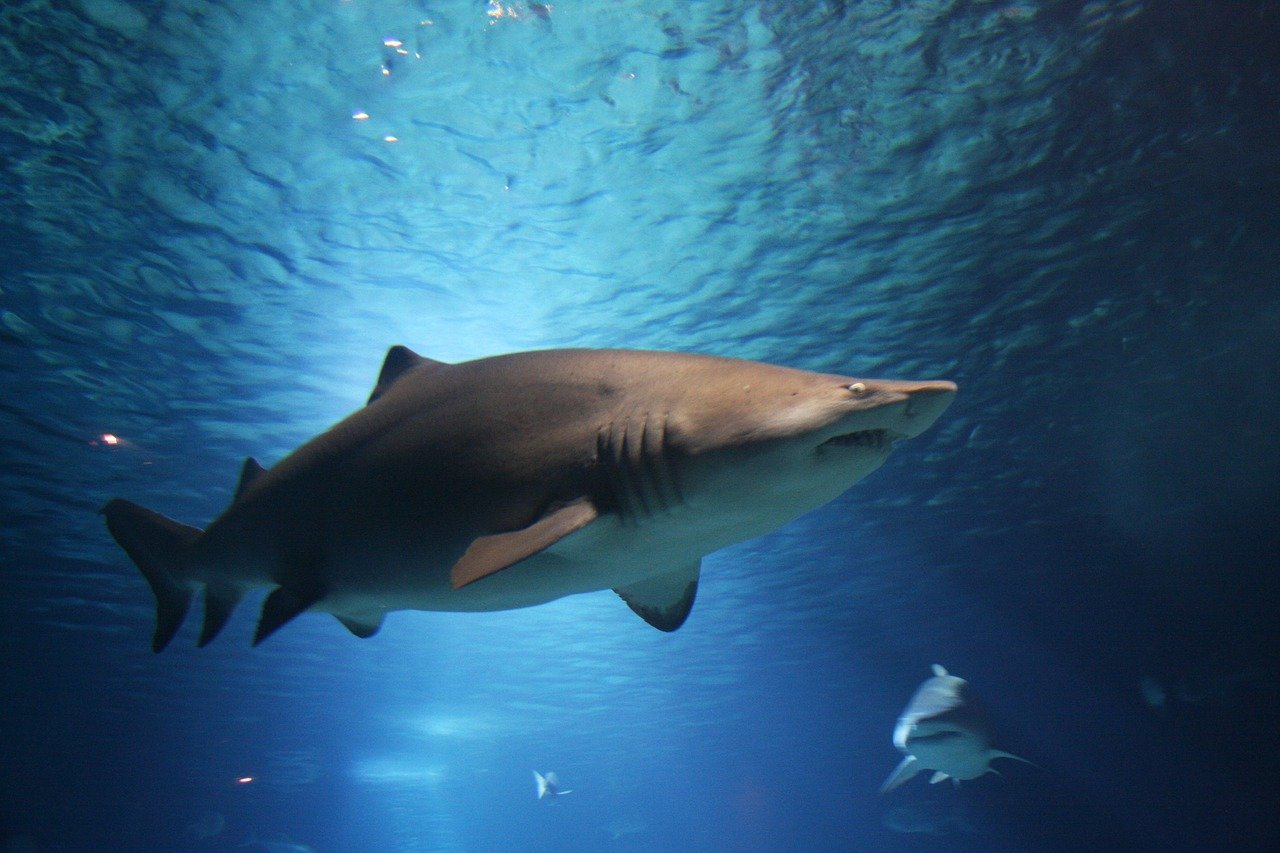 Cuánto pueden medir y pesar los tiburones de agua dulce