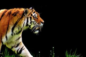 Animales de la sabana - Tigre