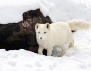 Animales de la tundra - Zorro polar