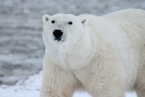 Animales de la tundra - Oso polar