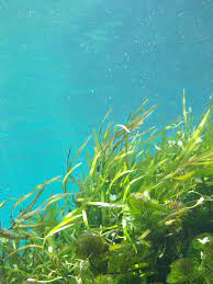 5 plantas y árboles característicos del océano Pacífico - Algas verdes o clorofitas
