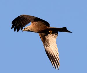 Animales más característicos del bosque mediterráneo - Águila imperial