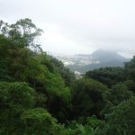 Bosque Ecuatorial: [Características, Flora, Fauna y Temperarura]