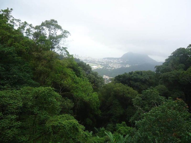 Bosque Ecuatorial
