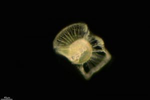 How Pollution Affects Plankton