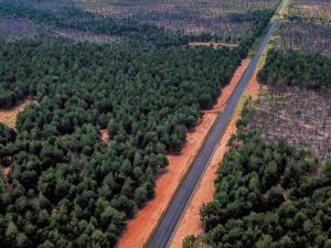 Cuál es el bosque artificial más grande del planeta -