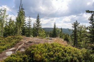 Dónde se ubica el bosque subtropical geográficamente