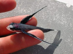 El pez volador tropical (Exocoetus volitans)