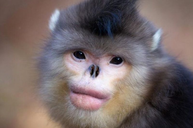 Monkey without a nose