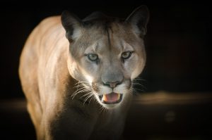 5 animales característicos del bosque tropical - Puma
