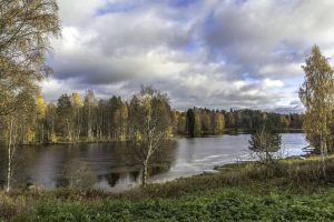 Qué características tiene el bosque finlandés