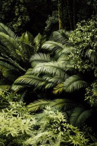 Bosque Tropical: [Características, Flora, Fauna y Temperatura]