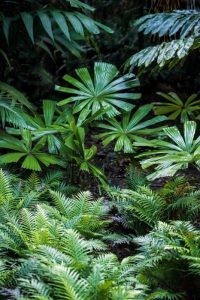 Bosque Tropical: [Características, Flora, Fauna y Temperatura]