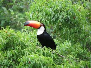 Qué fauna predomina en el bosque tropical