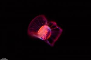 Qué provoca la disminución del plancton en el mar