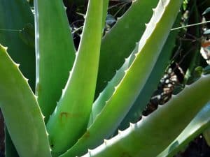 5 plantas más características del desierto - Aloe vera