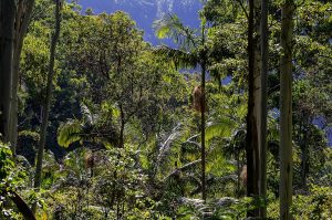 Qué es el bosque subtropical