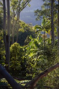 Qué características tiene el bosque subtropical