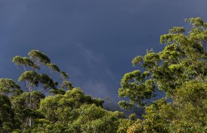 Qué temperatura tiene el bosque subtropical