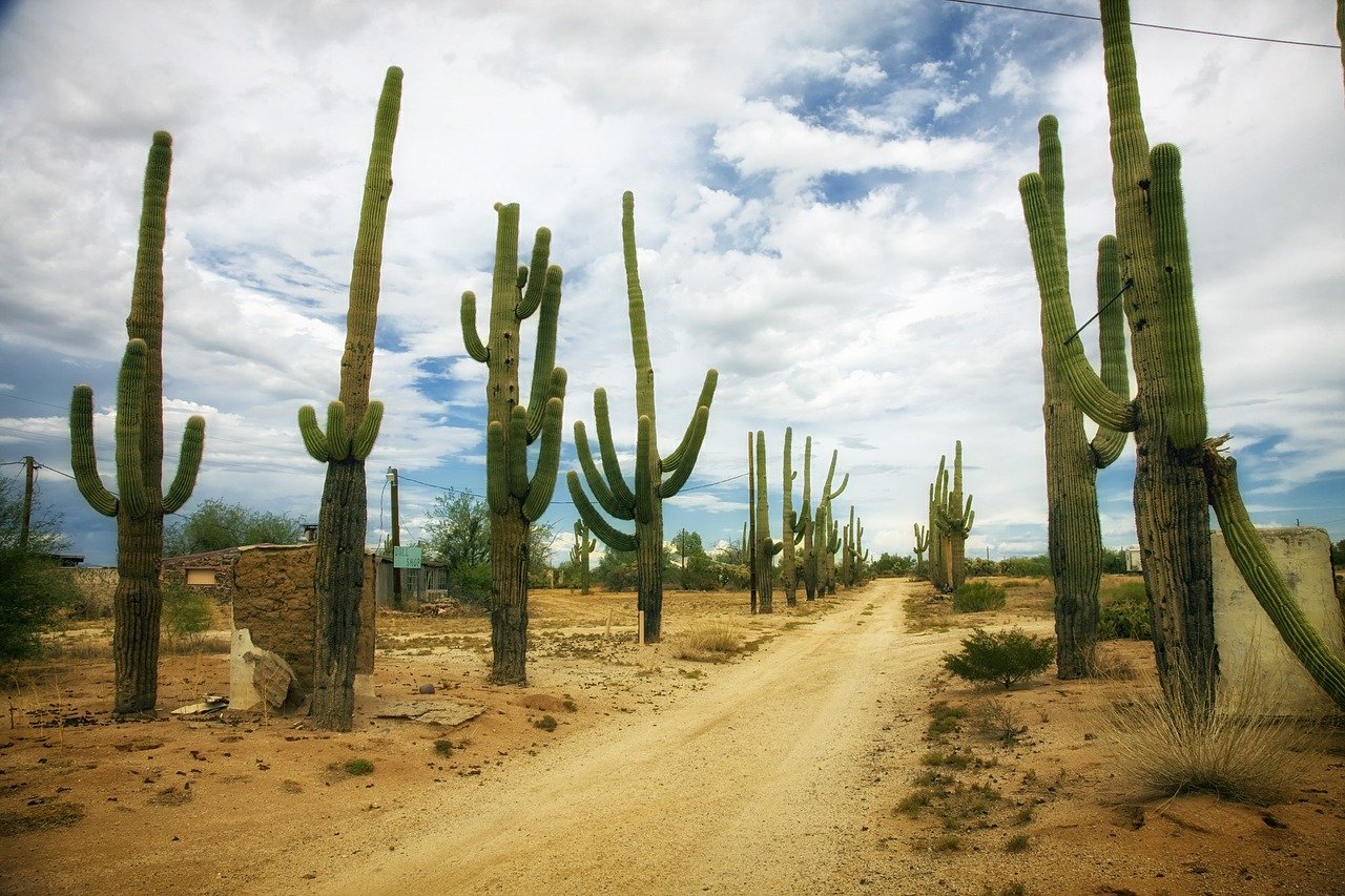 Clima Semiárido: [Características, Flora, Fauna y Adaptabilidad]
